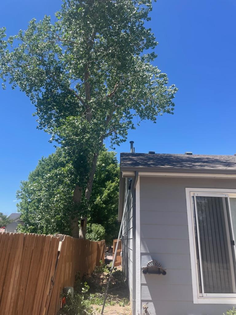 Tree Trimming & Pruning in Colorado Springs by Garrett Tree Service