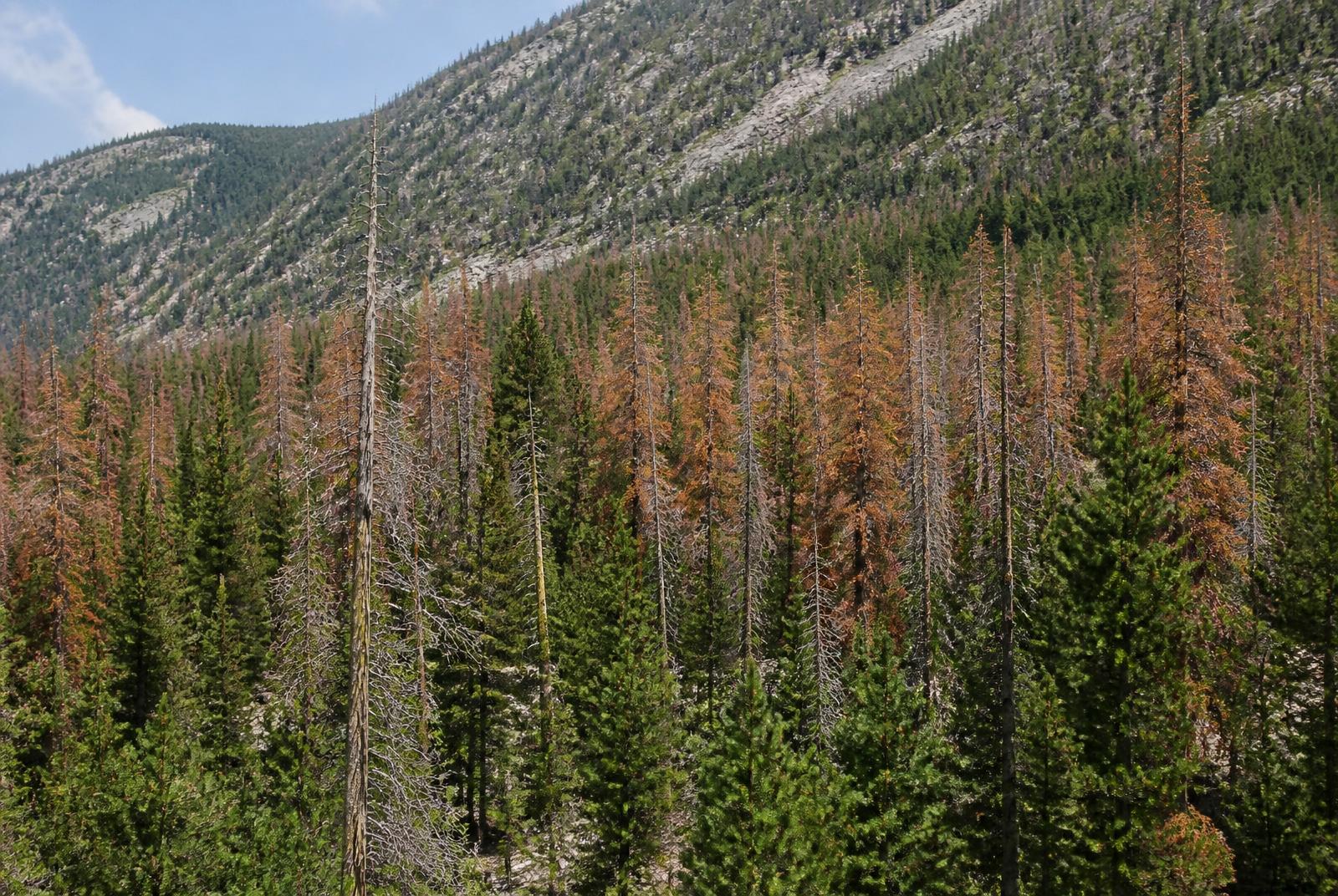 Beetle-Kill Tree Removal in Colorado Springs by Garrett Tree Service